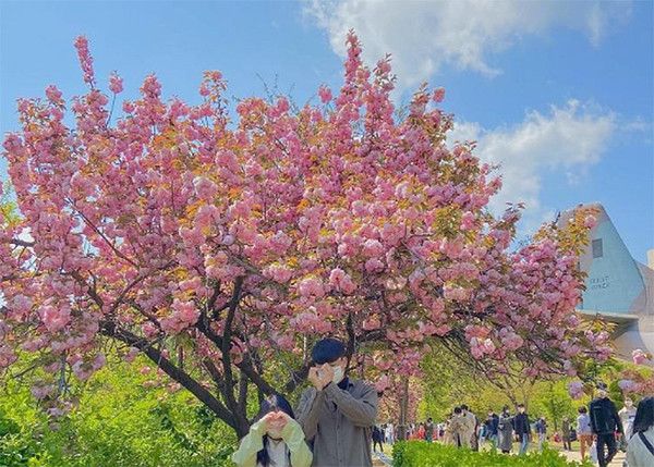 벚꽃엔딩? 벚꽃보다 2주 늦게 피는 봄꽃 겹벚꽃 개화·만개시기, 서울보라매공원 (사진출처=한국관광공사)