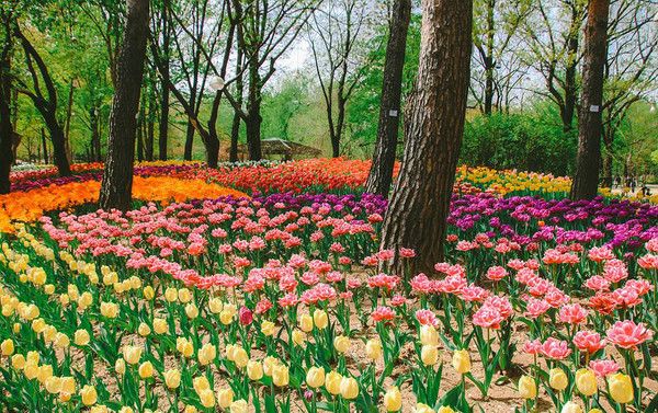 4월, 5월의 꽃 튤립 만개, 서울근교 가볼만한곳 서울숲 (사진출처=한국관광공사)
