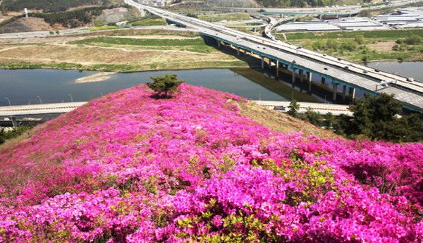 2025 벚꽃 개화만개시기, 서울근교 봄꽃구경명소, 드라이브코스 가볼만한곳, 대구 와룡산 영산홍, 진달래 군락지 (출처=한국관광공사)