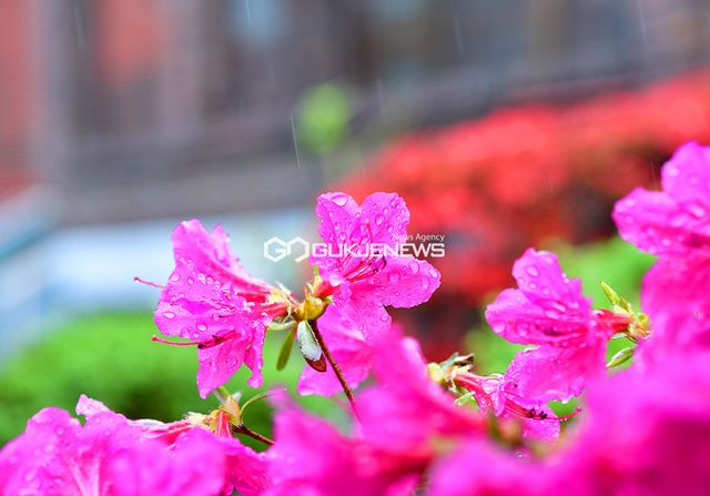 절기 ‘곡우’ 앞두고 곡물들을 기름지게하는 봄비 내려 (사진=안희영 기자)