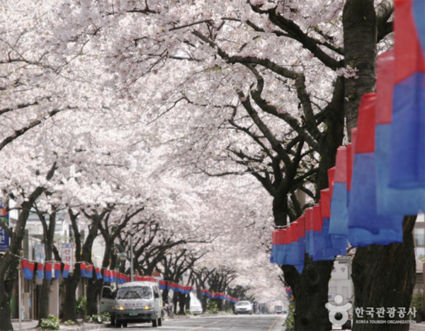 제주 벚꽃명소 전농로 , 벚꽃 개화시기 날씨, 2025벚꽃개화,만개시기 명소 (사진출처=한국관광명소)