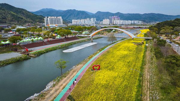 화순 봄꽃 축제장(꽃강길)에 유채가 만개한 모습. ⓒ 화순군