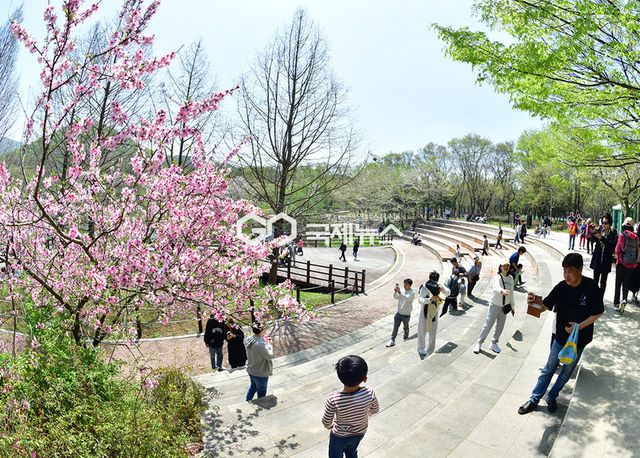 곡우, 인천대공원 벚꽃이 흩날리고 튤립이 개화해 (사진=안희영 기자)