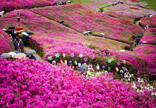 '2025 군포 철쭉축제' 기본정보, 가는길 /군포시 제공