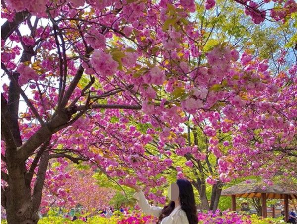 벚꽃엔딩? 벚꽃보다 2주 늦게 피는 봄꽃 겹벚꽃 개화·만개시기, 순천선암사 (사진출처=한국관광공사)