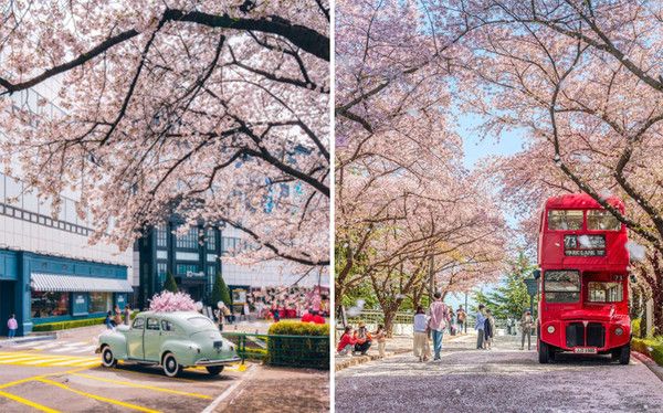 2025 벚꽃개화시기,만개시기 주말여행 전국 '벚꽃명소' 대구 이월드 (사진출처=한국관광공사)