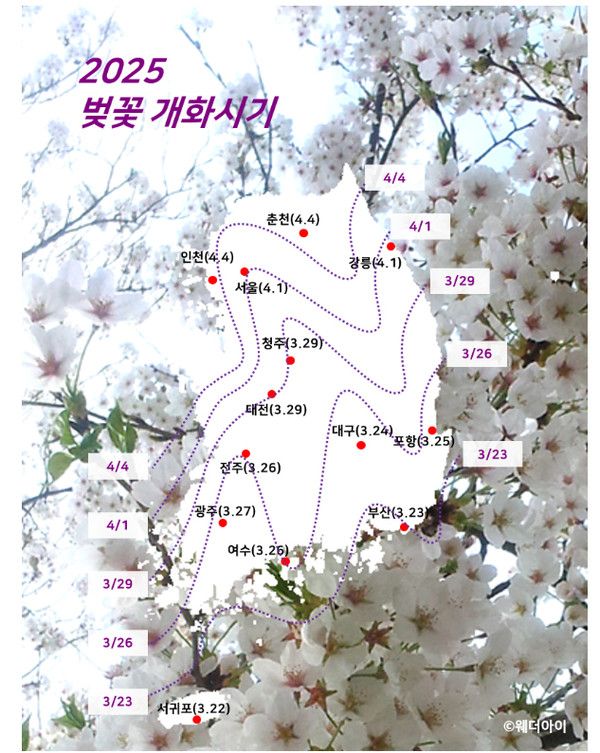 2025 벚꽃개화시기, 만개시기 (사진출처=웨더아이