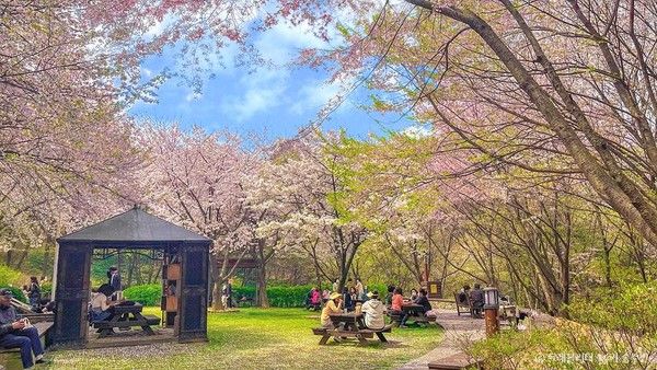 서울 벚꽃 명소, 가볼만한 곳&nbsp;연희숲속쉼터 / 관광공사 제공&nbsp;
