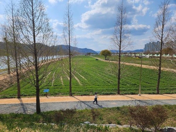 4월 3일 기준&nbsp;2025 창녕 낙동강 남지 유채꽃축제 실시간 개화상황 / 창녕군 제공&nbsp;