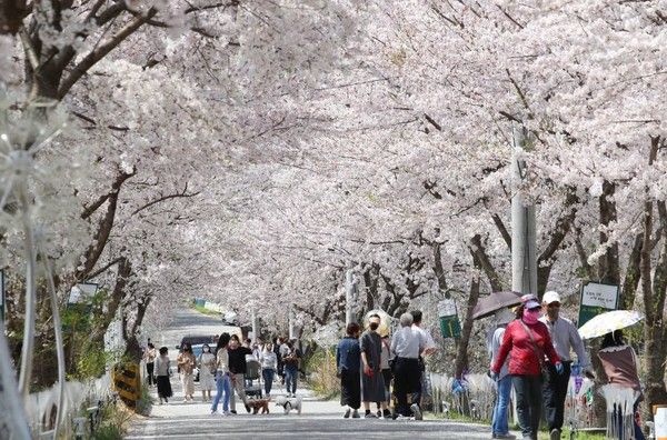 2025 대청호 벚꽃축제 기본정보 / 대전 동구 제공&nbsp;