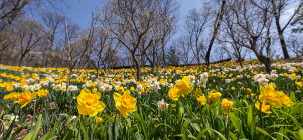'화담숲 봄 수선화 축제' (사진=화담숲)