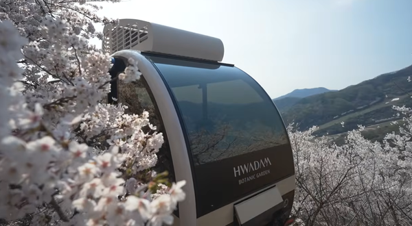 화담숲 실시간 벚꽃 개화상황 / 화담숲 유튜브 캡쳐&nbsp;