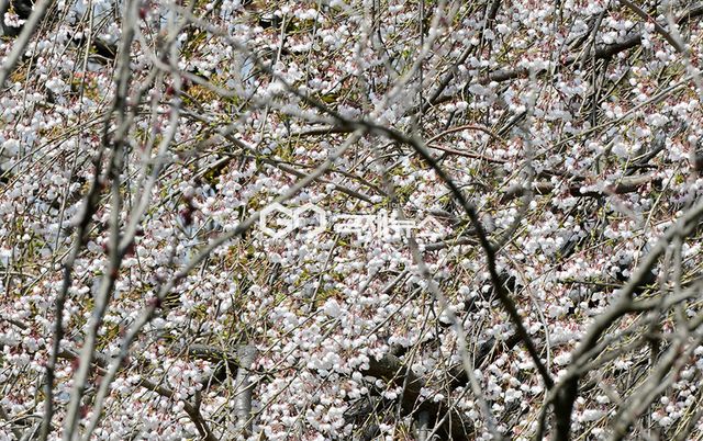 낮 최고 기온 19도 보인 부평구, 벚꽃개화 풍경 (사진=안희영 기자)