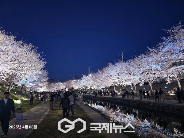 천안 원성천 벚꽃명소 (사진/국제뉴스 이원철 기자)