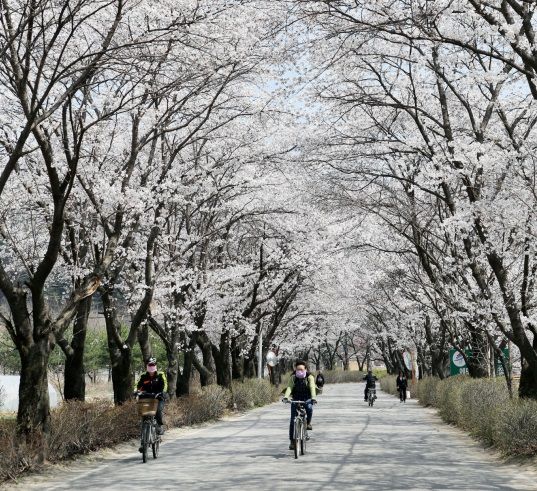 경기 가평 에덴벚꽃길 벚꽃축제 (사진=한국관광공사)