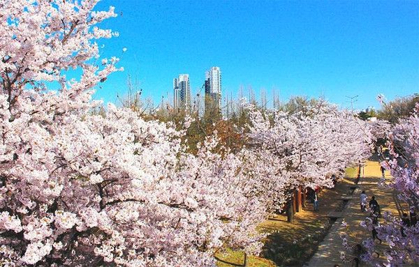 2025 서울숲 벚꽃개화시기 만개시기 명소 (사진출처=한국관광공사)