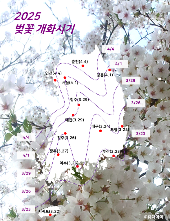 2025년 벚꽃 개화시기, 절정시기, 만개시기 / 웨더아이 제공