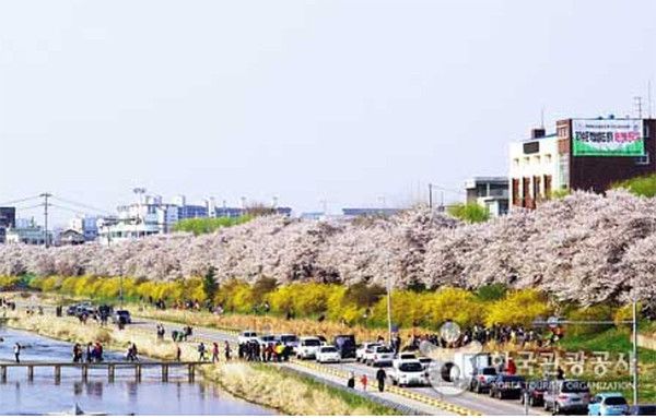 2025 벚꽃개화시기, 주말여행 전국 '벚꽃명소' 청주 무심천 자료사진(사진출처=한국관광공사)