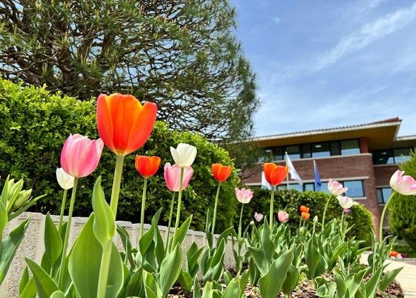 본관 앞 정원에 핀 튤립(사진=한국마사회)