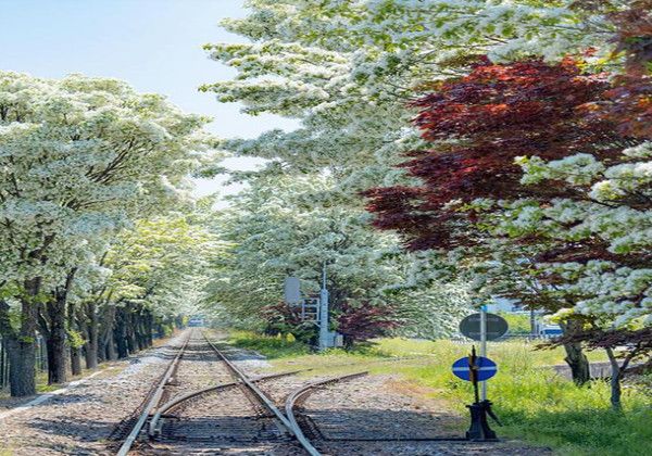 전주 팔복동 철길 이팝나무 (사진출처=한국관광공사)