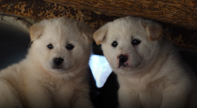 (사진=SBS 'TV동물농장')