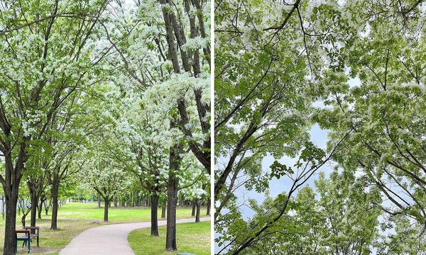 대전 들의공원 이팝나무 (사진출처=한국관광공사)
