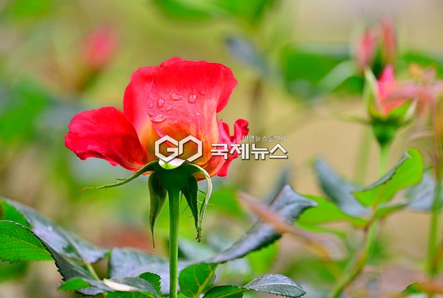 중랑구 월릉교에서 장평교 5.15km 구간 중랑장미공원/장미축제 16~24일 (사진=안희영 기자)