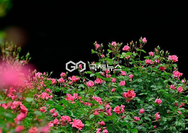 중랑구 월릉교에서 장평교 5.15km 구간 중랑장미공원/장미축제 16~24일 (사진=안희영 기자)