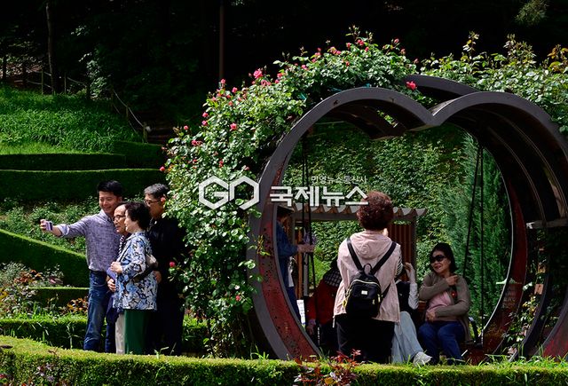 미리가 본 부천시 도당동백만송이장미축제 현장(5월 24~6월 8일) (사진=안희영 기자)