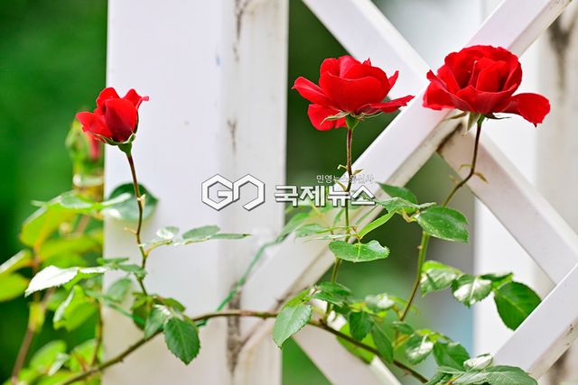 중랑구 월릉교에서 장평교 5.15km 구간 중랑장미공원/장미축제 16~24일 (사진=안희영 기자)