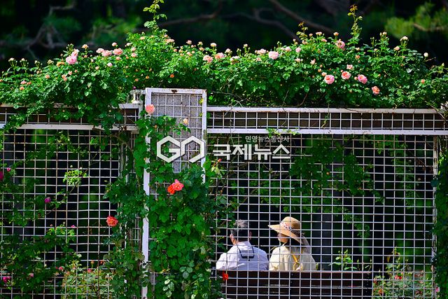 계절의 여왕 5월 & 장미, 인천대공원의 장미 개화 현황 (사진=안희영 기자)