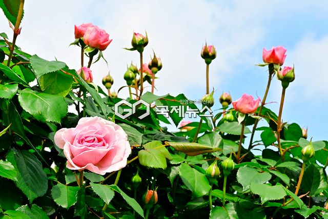 미리가 본 부천시 도당동백만송이장미축제 현장(5월 24~6월 8일) (사진=안희영 기자)