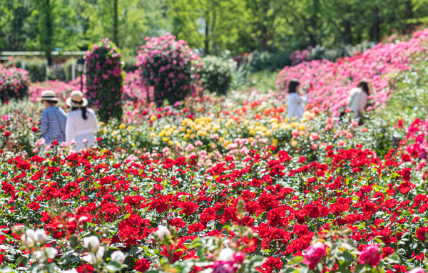 2025 에버랜드 장미축제 일정 시간 / 삼성물산 제공