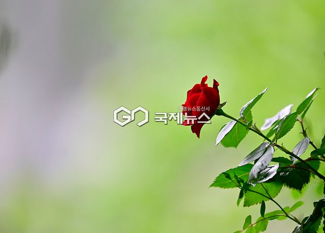 중랑구 월릉교에서 장평교 5.15km 구간 중랑장미공원/장미축제 16~24일 (사진=안희영 기자)