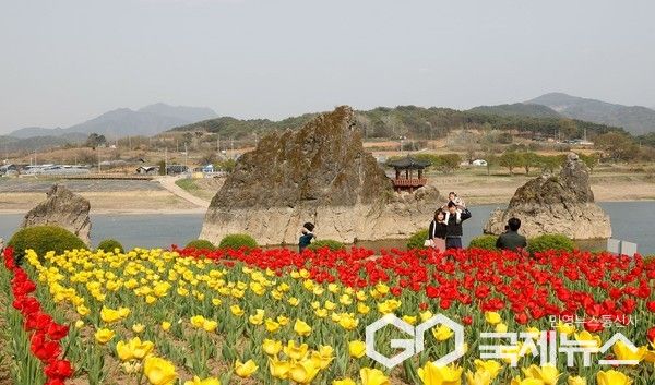 도담삼봉 튤립(사진=단양군)