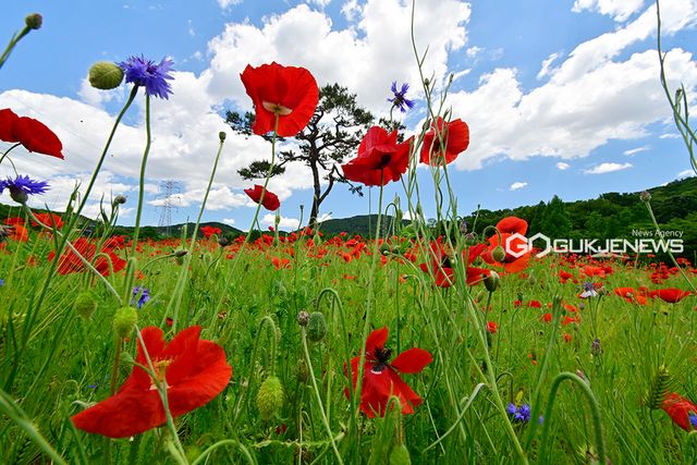 인천대공원, 장미꽃과 양귀비꽃 절정 이뤄&nbsp; 지난해 자료사진(사진=안희영 기자)