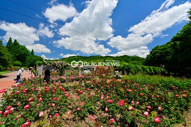 인천대공원, 장미꽃과 양귀비꽃 절정 자료사진(사진=안희영 기자)