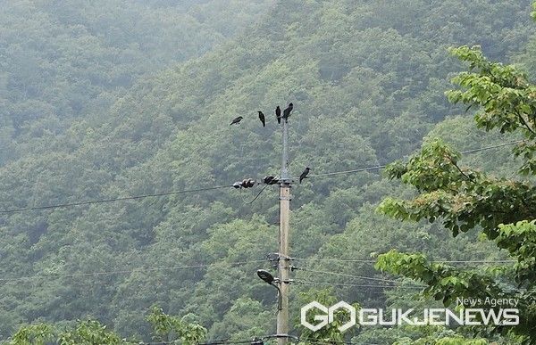 농작물 피해 입힌 까마귀들(사진=단양군)