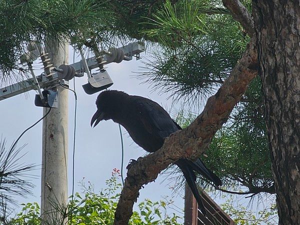 사진은 기사와 무관함. 까마귀 (사진=서주원 기자)