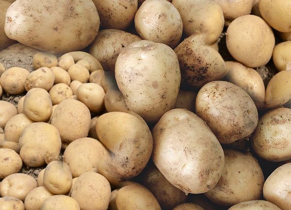 감자, 햇감자, 하지감자 (사진=국제뉴스DB)