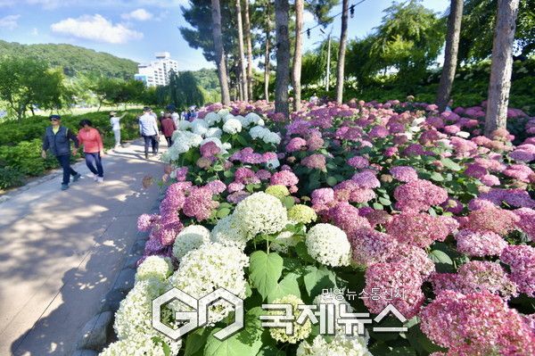지난해 공주 유구색동수국정원 꽃 축제/공주시청 제공