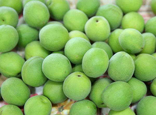 청매실담그는법(시기)