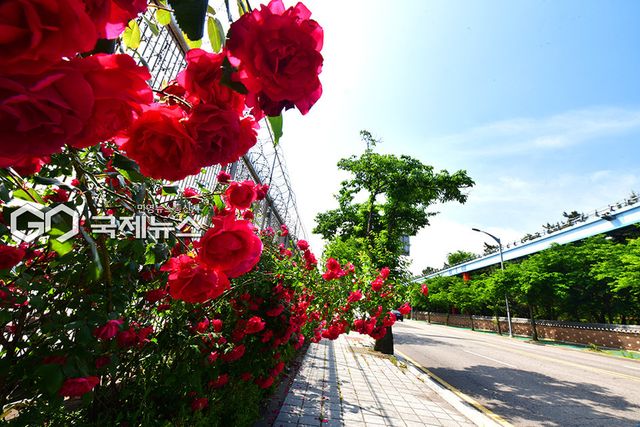 커밍순 하지, 낮이 가장 길고 태양으로부터 많은 열 흡수하는 시기 (사진=안희영 기자)