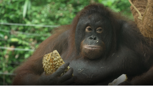 TV동물농장&nbsp;동물원의 건강한 여름 즐기기 2편 / SBS 제공