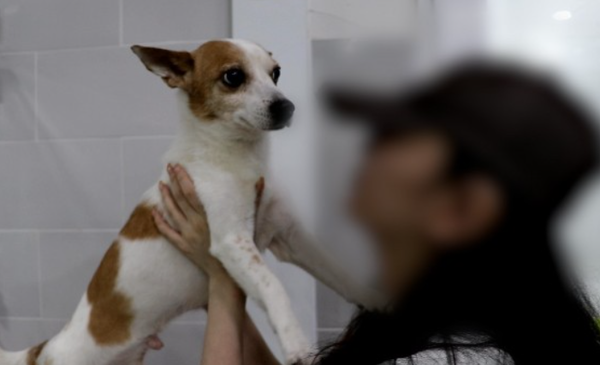 강아지 SNS 영상 학대사건 / JTBC 제공&nbsp;