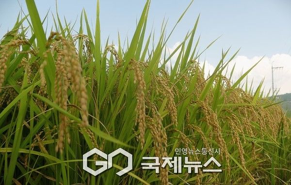 처서 지나도 무더위… 벼익어가는 황금빛 가을 풍경.(사진.이운안 기자)