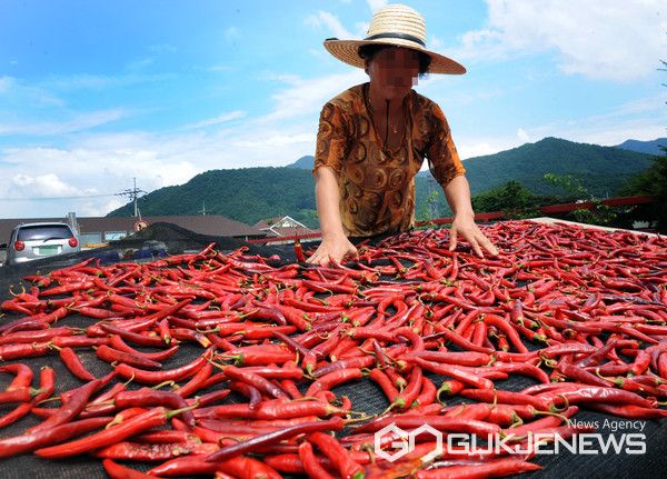 날씨, 입추, 고추말리기, (사진=국제뉴스DB)