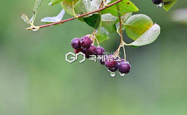 주말날씨, 9월 첫날 수도권 일대 가을 소나기 내려 (사진=안희영 기자)