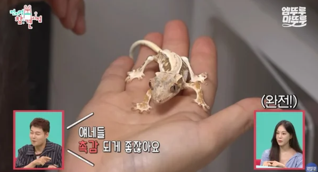 한지은 도마뱀 ‘방치 의혹’ (사진=MBC '전참시' 방송화면)