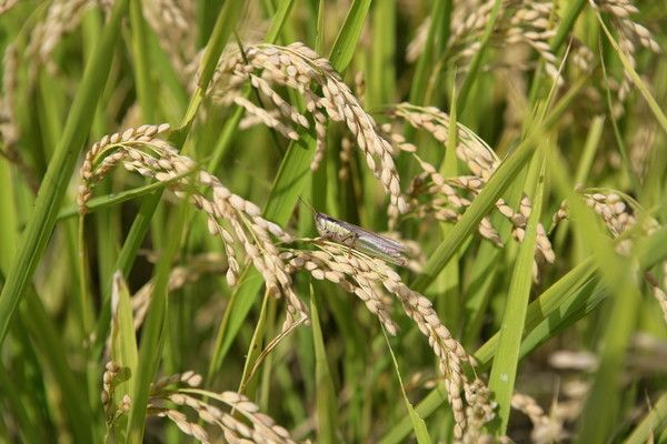 산청군 차황면 친환경 메뚜기쌀 자료사진
